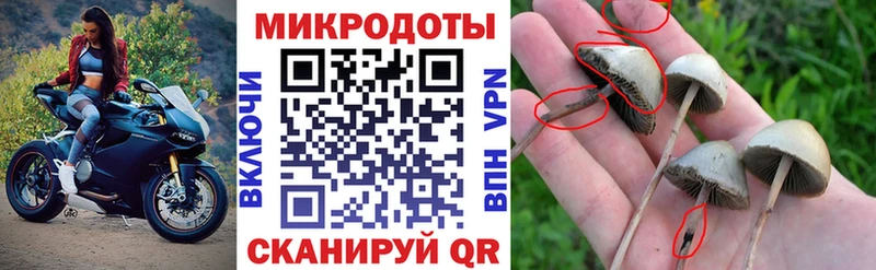 Галлюциногенные грибы Psilocybe  кракен как зайти  Пыть-Ях 